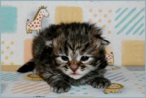 Female Siberian Kitten from Deedlebug Siberians